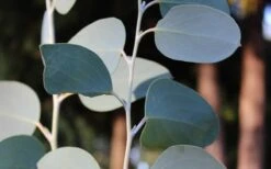 Mappa Tassie Cold Hardy Eucalyptus Tree (Eucalyptus Pauciflora) - 3 Gallon Pot -Plant Series Shop Eucalyptus Tree Mappa Tassie Pauciflora Snow Gum 2