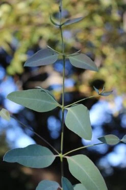 Grace Cold Hardy Eucalyptus Tree (Eucalyptus Elliptica) - Quart Pot -Plant Series Shop Eucalytptus Grace BS 4