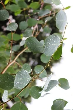 Lucky Country Cold Hardy Eucalyptus Tree (Eucalyptus Camphora) - Quart Pot -Plant Series Shop Eucalytptus Lucky Country BS 2