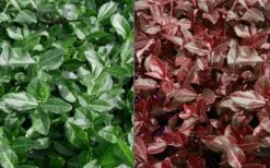 Purple Wintercreeper (Euonymus Fortunei 'Coloratus') - 6 Pack Of Pint Pots -Plant Series Shop Euonymus Coloratus Purple Winter Creeper 50 1 1
