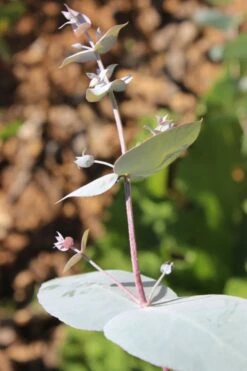Maggie Cold Hardy Eucalyptus Tree (Eucalyptus Nova Anglica) - 1 Gallon Pot 9 Maggie Cold Hardy Eucalyptus Tree (Eucalyptus Nova Anglica) - 1 Gallon Pot -Plant Series Shop Eusalyptus Maggie 1 500x750 1