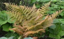 Autumn Fern (Dryopteris Erythrosora) - 10 Pack Of Quart Pots 10 Autumn Fern (Dryopteris Erythrosora) - 10 Pack Of Quart Pots -Plant Series Shop Fern Autumn 1