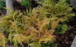 Autumn Fern (Dryopteris Erythrosora) - 10 Pack Of Quart Pots 11 Autumn Fern (Dryopteris Erythrosora) - 10 Pack Of Quart Pots -Plant Series Shop Fern Autumn 2
