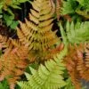 Autumn Fern (Dryopteris Erythrosora) - 10 Pack Of Quart Pots