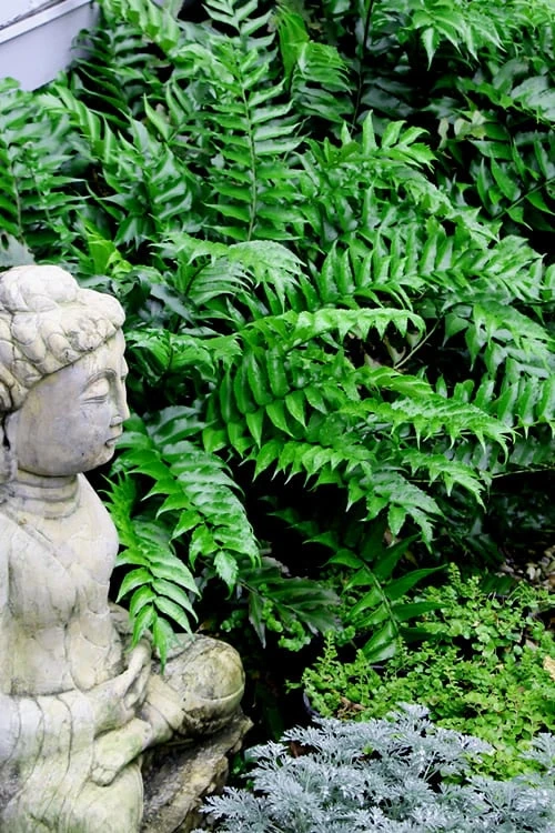 Japanese Holly Fern - Cyrtomium Falcatum 'Rochfordianum' - 2.5 Quart Pot 1 Japanese Holly Fern - Cyrtomium Falcatum 'Rochfordianum' - 2.5 Quart Pot