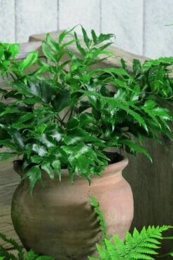 Japanese Holly Fern - Cyrtomium Falcatum 'Rochfordianum' - 2.5 Quart Pot 9 Japanese Holly Fern - Cyrtomium Falcatum 'Rochfordianum' - 2.5 Quart Pot -Plant Series Shop Fern Japanese Holly 8