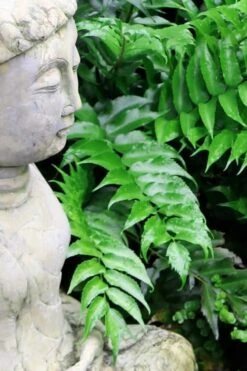 Japanese Holly Fern - Cyrtomium Falcatum 'Rochfordianum' - 2.5 Quart Pot 10 Japanese Holly Fern - Cyrtomium Falcatum 'Rochfordianum' - 2.5 Quart Pot -Plant Series Shop Fern Japanese Holly 9