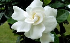 August Beauty Gardenia - 2.5 Quart Pot -Plant Series Shop Gardenia August Beauty Flower Closeup 4