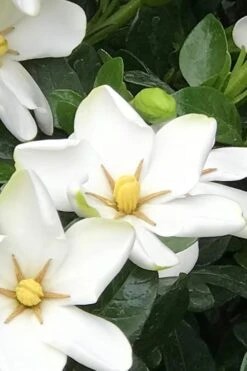 Hardy Fragrant Daisy Gardenia Bush - 3 Gallon Pot -Plant Series Shop Gardenia Daisy 21 2