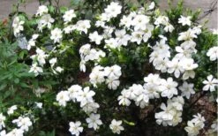 Hardy Fragrant Daisy Gardenia Bush - 1 Gallon Pot -Plant Series Shop Gardenia Daisy Blooms 2