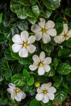 Diamond Spire Gardenia - 1 Gallon Pot -Plant Series Shop Gardenia Diamond Spire 2 2