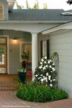 Diamond Spire Gardenia - 1 Gallon Pot -Plant Series Shop Gardenia Diamond Spire 5 2