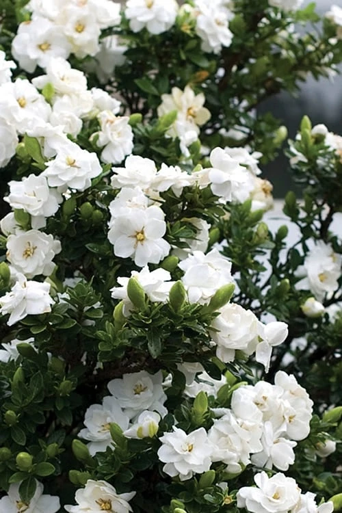 Double Mint Gardenia - 1 Gallon Pot 4 Double Mint Gardenia - 1 Gallon Pot - Image 4