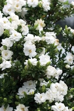 Double Mint Gardenia - 6 Pack Of 1 Gallon Pots -Plant Series Shop Gardenia Double Mint 2