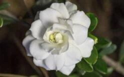 Double Mint Gardenia - 6 Pack Of 1 Gallon Pots -Plant Series Shop Gardenia Double Mint 6
