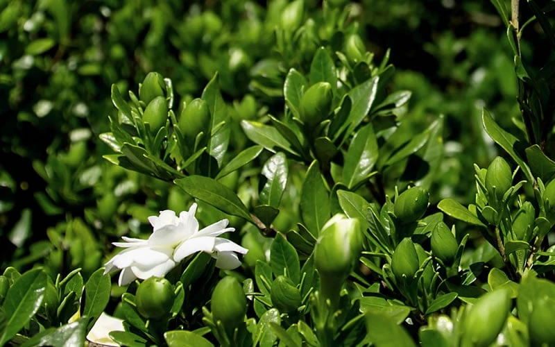 Double Mint Gardenia - 1 Gallon Pot 6 Double Mint Gardenia - 1 Gallon Pot - Image 6
