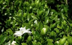 Double Mint Gardenia - 6 Pack Of 1 Gallon Pots -Plant Series Shop Gardenia Double Mint 7