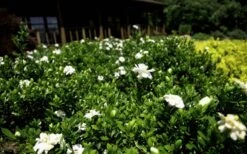 Double Mint Gardenia - 6 Pack Of 1 Gallon Pots -Plant Series Shop Gardenia Double Mint 8