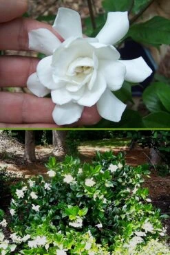 Fall In Love Cold Hardy Gardenia - 1 Gallon Pot -Plant Series Shop Gardenia Fall In Love BS