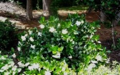 Fall In Love Cold Hardy Gardenia - 1 Gallon Pot -Plant Series Shop Gardenia Fallin In Love Shrub