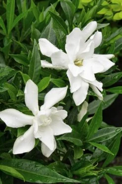 Frost Proof Gardenia - 3 Gallon Pot 10 Frost Proof Gardenia - 3 Gallon Pot -Plant Series Shop Gardenia Frost Proof Rev 500x750 1