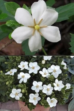 Hardy Fragrant Daisy Gardenia Bush - 3 Gallon Pot -Plant Series Shop Gardenia Hardy Daisy 500x750 3