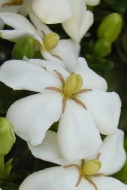 Heaven Scent Gardenia - 2 Gallon Pot