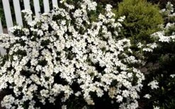 Heaven Scent Gardenia - 2 Gallon Pot 9 Heaven Scent Gardenia - 2 Gallon Pot -Plant Series Shop Gardenia Heaven Scent 17 2