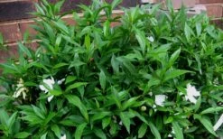 Radicans Creeping Dwarf Gardenia - 6 Pack Of 1 Gallon Pots -Plant Series Shop Gardenia Radicans 53 1