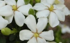 ScentAmazing Gardenia - 1 Gallon Pot 9 ScentAmazing Gardenia - 1 Gallon Pot -Plant Series Shop Gardenia Scentamazing 20