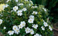 ScentAmazing Gardenia - 1 Gallon Pot 10 ScentAmazing Gardenia - 1 Gallon Pot -Plant Series Shop Gardenia Scentamazing Shrub