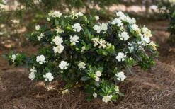 Sweet Tea Gardenia - 3 Gallon Pot 8 Sweet Tea Gardenia - 3 Gallon Pot -Plant Series Shop Gardenia Sweet Tea 5