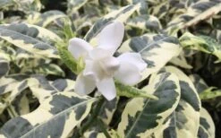 Variegated August Beauty Gardenia - 1 Gallon Pot 8 Variegated August Beauty Gardenia - 1 Gallon Pot -Plant Series Shop Gardenia Variegated 1 2