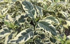Variegated August Beauty Gardenia - 1 Gallon Pot 9 Variegated August Beauty Gardenia - 1 Gallon Pot -Plant Series Shop Gardenia Variegated 2 2
