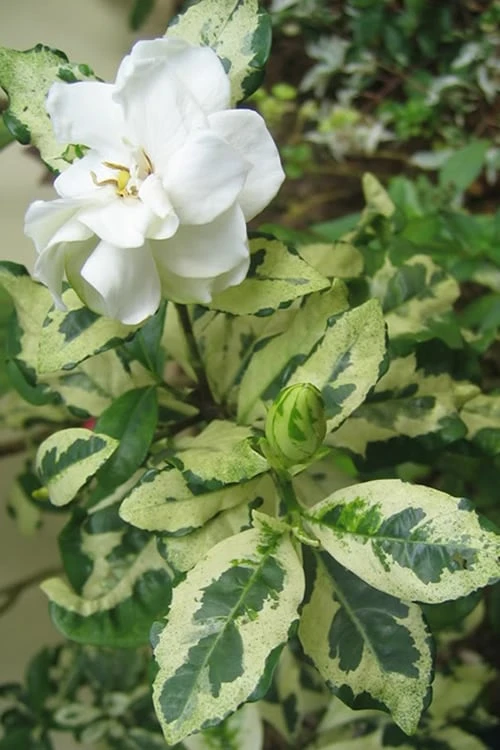 Variegated August Beauty Gardenia - 3 Gallon Pot 1 Variegated August Beauty Gardenia - 3 Gallon Pot