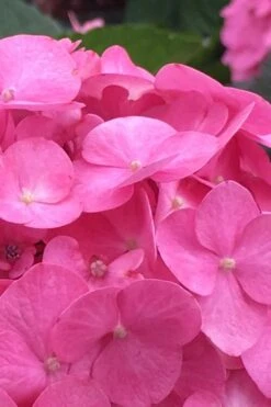 After Midnight Hydrangea - 3 Gallon Pot -Plant Series Shop Hydrangea After Midnight 1