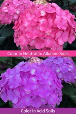 After Midnight Hydrangea - 3 Gallon Pot -Plant Series Shop Hydrangea After Midnight 6