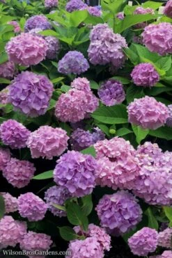 All Summer Beauty Hydrangea - 3 Gallon Pot -Plant Series Shop Hydrangea All Summer Beauty 1