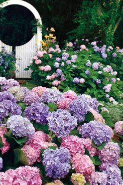 All Summer Beauty Hydrangea - 3 Gallon Pot -Plant Series Shop Hydrangea All Summer Beauty 2