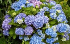 All Summer Beauty Hydrangea - 3 Gallon Pot -Plant Series Shop Hydrangea All Summer Beauty 4