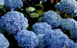 Big Daddy Hydrangea - 2 Gallon Pot -Plant Series Shop Hydrangea Big Daddy