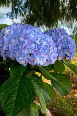 Big Daddy Hydrangea - 3 Gallon Pot -Plant Series Shop Hydrangea Big Daddy 500x750 2