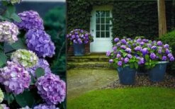 Bloomstruck Endless Summer Hydrangea - 3 Gallon Pot 10 Bloomstruck Endless Summer Hydrangea - 3 Gallon Pot -Plant Series Shop Hydrangea Bloomstruck 2
