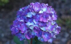 Bloomstruck Endless Summer Hydrangea - 3 Gallon Pot 9 Bloomstruck Endless Summer Hydrangea - 3 Gallon Pot -Plant Series Shop Hydrangea Bloomstruck Bloom