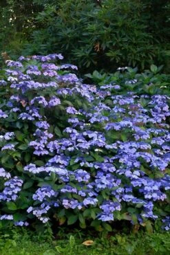 Blue Wave Lacecap Hydrangea - 3 Gallon Pot 13 Blue Wave Lacecap Hydrangea - 3 Gallon Pot -Plant Series Shop Hydrangea Blue Wave 1