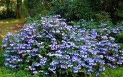 Blue Wave Lacecap Hydrangea - 3 Gallon Pot 12 Blue Wave Lacecap Hydrangea - 3 Gallon Pot -Plant Series Shop Hydrangea Blue Wave 2