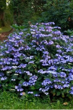 Blue Wave Lacecap Hydrangea - 3 Gallon Pot 11 Blue Wave Lacecap Hydrangea - 3 Gallon Pot -Plant Series Shop Hydrangea Blue Wave 3
