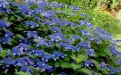 Bluebird Hydrangea - 2 Gallon Pot -Plant Series Shop Hydrangea Bluebird 3 1