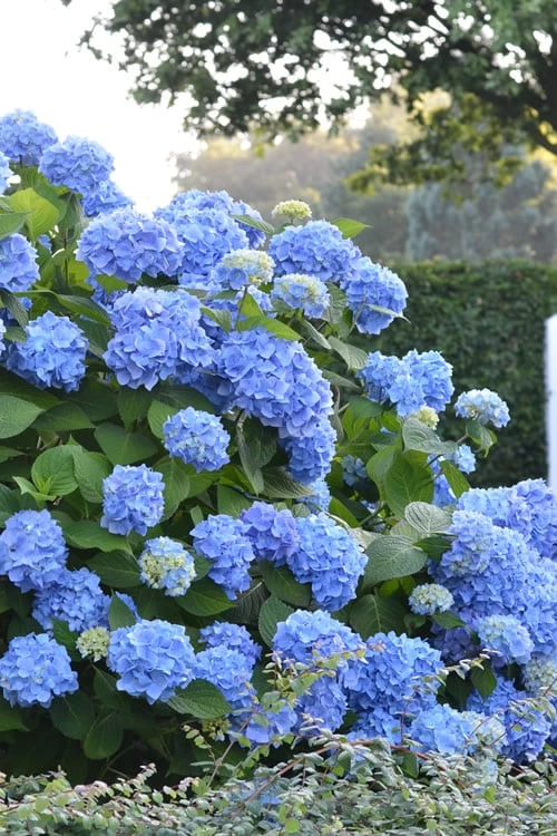 Endless Summer Hydrangea Original - 1 Gallon Pot 1 Endless Summer Hydrangea Original - 1 Gallon Pot
