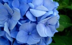Endless Summer Hydrangea Original - 1 Gallon Pot 12 Endless Summer Hydrangea Original - 1 Gallon Pot -Plant Series Shop Hydrangea Endless Summer Closeup 2 1